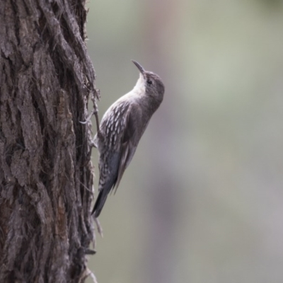 Cormobates leucophaea (White-throated Treecreeper) at The Pinnacle - 27 Oct 2020 by AlisonMilton