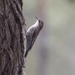 Cormobates leucophaea (White-throated Treecreeper) at Hawker, ACT - 27 Oct 2020 by Alison Milton