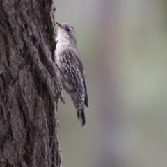 Cormobates leucophaea at Hawker, ACT - 27 Oct 2020