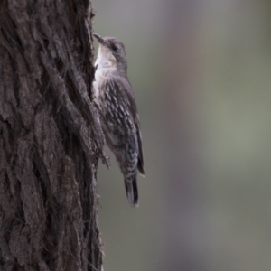 Cormobates leucophaea at Hawker, ACT - 27 Oct 2020