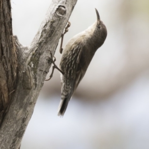 Cormobates leucophaea at Hawker, ACT - 27 Oct 2020