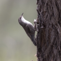 Cormobates leucophaea at Hawker, ACT - 27 Oct 2020