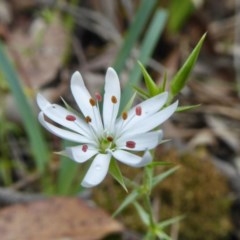 Stellaria pungens (Prickly Starwort) at Yass River, NSW - 27 Oct 2020 by SenexRugosus