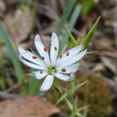 Stellaria pungens (Prickly Starwort) at Yass River, NSW - 27 Oct 2020 by SenexRugosus