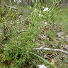 Stellaria pungens at Yass River, NSW - 27 Oct 2020 11:01 AM