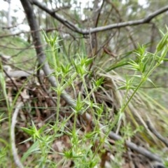 Stellaria pungens at Yass River, NSW - 27 Oct 2020