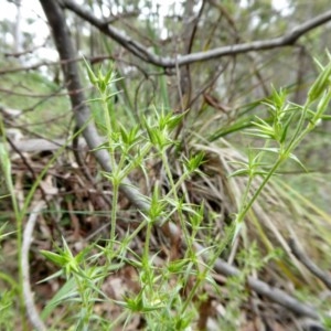 Stellaria pungens at Yass River, NSW - 27 Oct 2020 11:01 AM