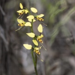 Diuris sulphurea (Tiger Orchid) at The Pinnacle - 27 Oct 2020 by AlisonMilton