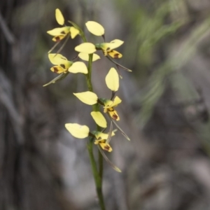 Diuris sulphurea at Hawker, ACT - 27 Oct 2020