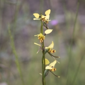 Diuris sulphurea at Hawker, ACT - 27 Oct 2020