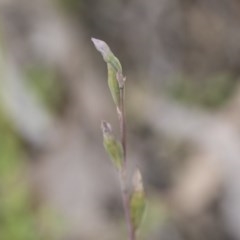 Thelymitra sp. (A Sun Orchid) at Hawker, ACT - 27 Oct 2020 by AlisonMilton