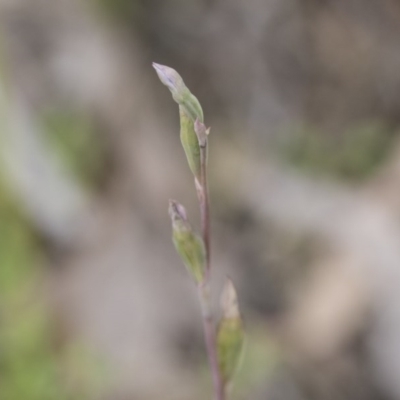 Thelymitra sp. (A Sun Orchid) at Hawker, ACT - 27 Oct 2020 by AlisonMilton