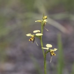 Diuris sulphurea (Tiger Orchid) at Hawker, ACT - 27 Oct 2020 by AlisonMilton