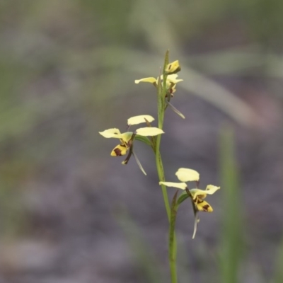 Diuris sulphurea (Tiger Orchid) at The Pinnacle - 27 Oct 2020 by AlisonMilton