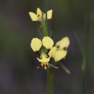 Diuris sulphurea at Hawker, ACT - suppressed