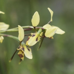 Diuris sulphurea at Hawker, ACT - suppressed