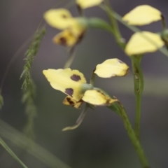 Diuris sulphurea at Hawker, ACT - suppressed