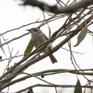 Melithreptus brevirostris at Hawker, ACT - 27 Oct 2020 12:43 PM