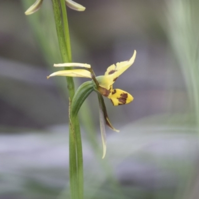 Diuris sulphurea (Tiger Orchid) at Hawker, ACT - 27 Oct 2020 by AlisonMilton
