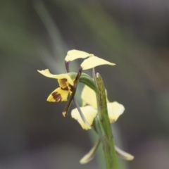 Diuris sulphurea at Hawker, ACT - suppressed