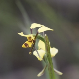 Diuris sulphurea at Hawker, ACT - suppressed