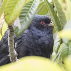 Eudynamys orientalis (Pacific Koel) at Higgins, ACT - 25 Oct 2020 by Alison Milton