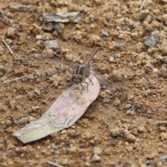 Diplacodes bipunctata (Wandering Percher) at The Pinnacle - 17 Oct 2020 by AlisonMilton