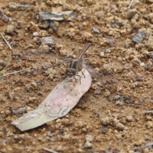 Diplacodes bipunctata at Holt, ACT - 17 Oct 2020 12:17 PM