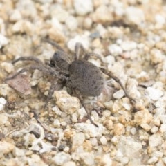 Portacosa cinerea (Grey wolf spider) at Higgins, ACT - 27 Oct 2020 by AlisonMilton