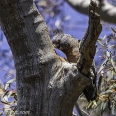 Callocephalon fimbriatum (Gang-gang Cockatoo) at Garran, ACT - 10 Oct 2020 by JonSteinbeck