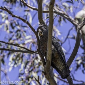 Callocephalon fimbriatum at Garran, ACT - 10 Oct 2020