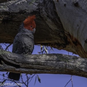 Callocephalon fimbriatum at Garran, ACT - 10 Oct 2020