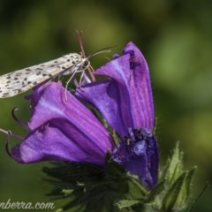 Utetheisa (genus) (A tiger moth) at Red Hill, ACT - 10 Oct 2020 by JonSteinbeck