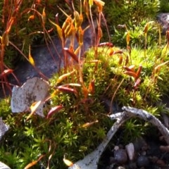 Ditrichaceae at Bruce Ridge - 18 Oct 2020 by JanetRussell