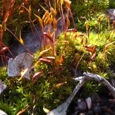 Ditrichaceae at Bruce Ridge - 18 Oct 2020 by JanetRussell