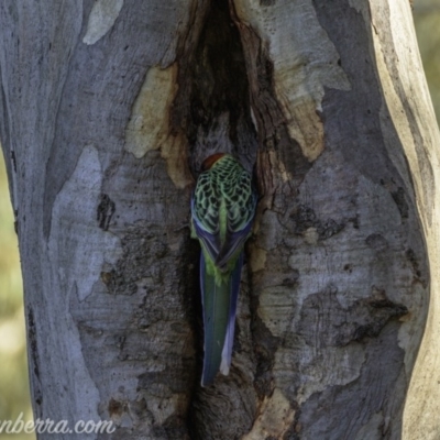 Platycercus eximius (Eastern Rosella) at Deakin, ACT - 11 Oct 2020 by JonSteinbeck