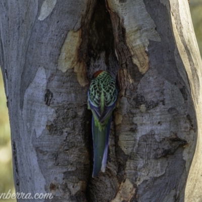 Platycercus eximius (Eastern Rosella) at Deakin, ACT - 10 Oct 2020 by BIrdsinCanberra