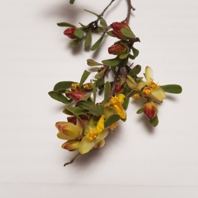 Hibbertia obtusifolia (Grey Guinea-flower) at Lyons, ACT - 27 Oct 2020 by John.Butcher