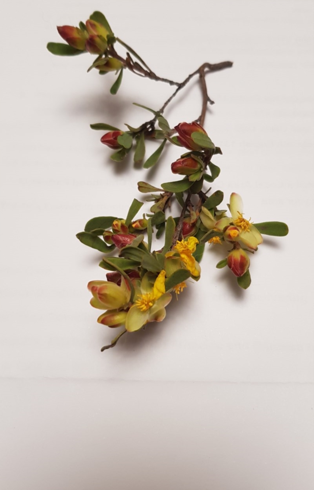 Hibbertia obtusifolia at Lyons, ACT - 27 Oct 2020