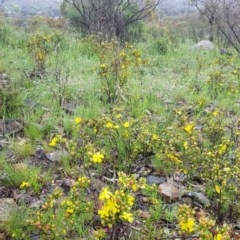 Hibbertia obtusifolia at Lyons, ACT - 27 Oct 2020 05:13 PM