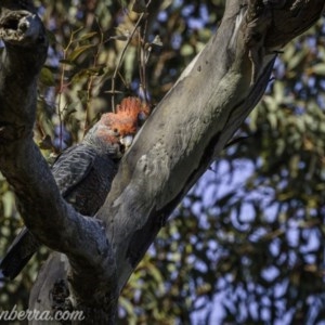 Callocephalon fimbriatum at Deakin, ACT - suppressed