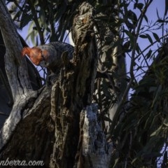 Callocephalon fimbriatum at Deakin, ACT - 11 Oct 2020