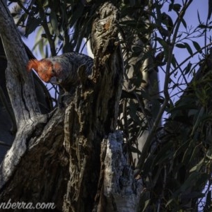 Callocephalon fimbriatum at Deakin, ACT - 11 Oct 2020