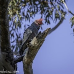 Callocephalon fimbriatum at Deakin, ACT - 11 Oct 2020