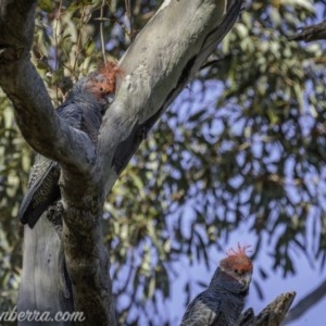 Callocephalon fimbriatum at Deakin, ACT - 11 Oct 2020