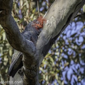 Callocephalon fimbriatum at Deakin, ACT - 11 Oct 2020