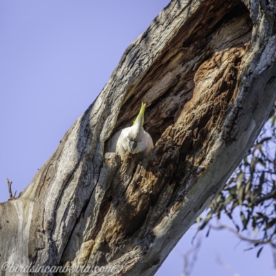 Cacatua galerita (Sulphur-crested Cockatoo) at Deakin, ACT - 11 Oct 2020 by BIrdsinCanberra