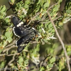 Phalaenoides glycinae (Grapevine Moth) at Hughes, ACT - 11 Oct 2020 by BIrdsinCanberra