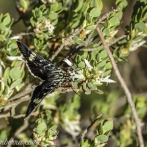 Phalaenoides glycinae at Hughes, ACT - 11 Oct 2020