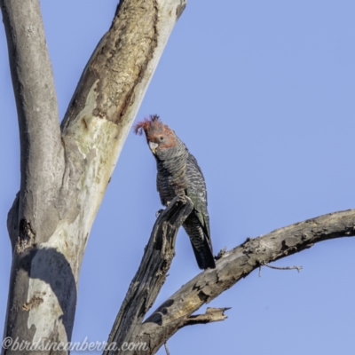 Callocephalon fimbriatum (Gang-gang Cockatoo) at Hughes, ACT - 10 Oct 2020 by BIrdsinCanberra